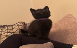 British Shorthair cats for sale: 5 BSH kittens (Grey Kitten GONE) - Image 16