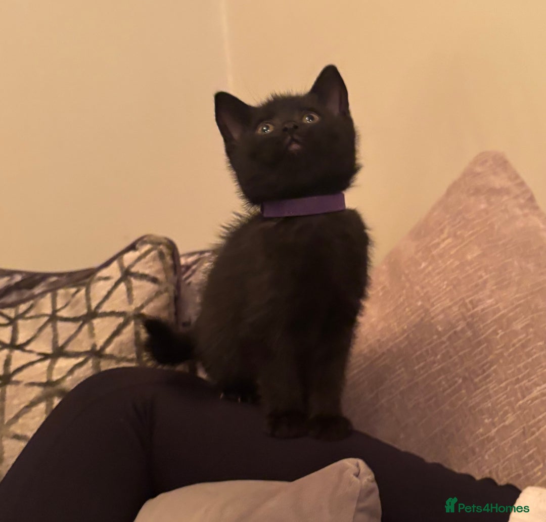 British Shorthair cats for sale: 5 BSH kittens (Grey Kitten GONE) - Image 16