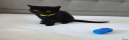 British Shorthair cats for sale: Beautiful British Shorthair Kittens for LovingHome - Advert 9