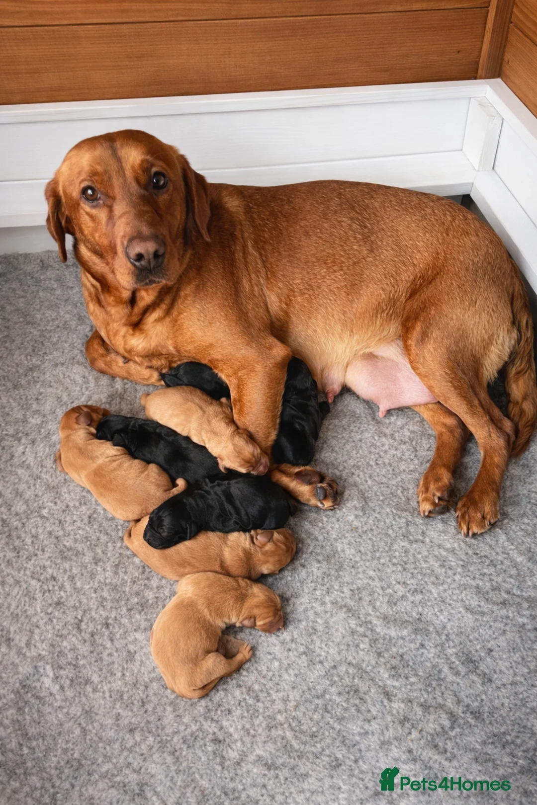 Labrador Retriever dogs for sale: ⭐️Labrador retriever puppies⭐️ in Sevenoaks - Advert 7