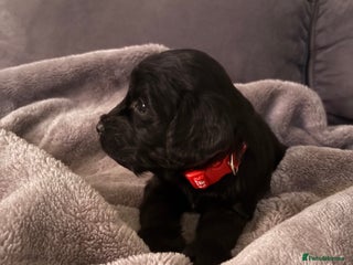 Cockapoo dogs Cockerpoo - Advert 9