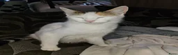 Mixed Breed cats for sale: Lovely kittens  - Advert 1