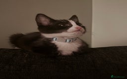 British Shorthair cats for sale: Milo  - Image 1