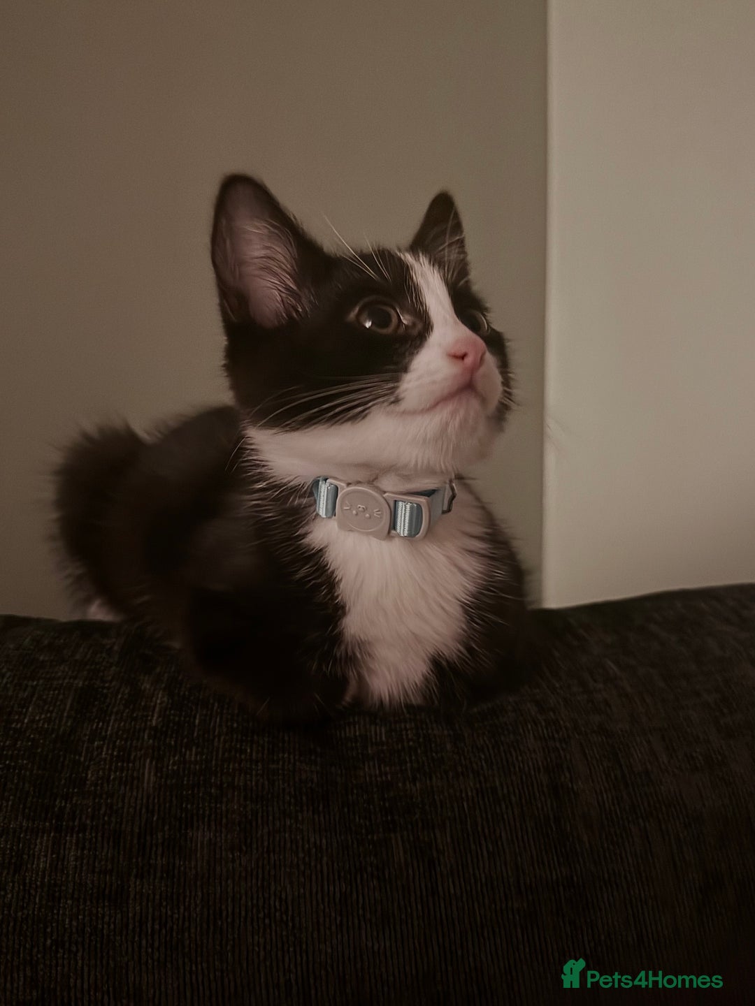 British Shorthair cats for sale: Milo  - Image 1