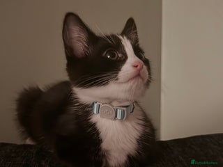 British Shorthair cats - Advert 32