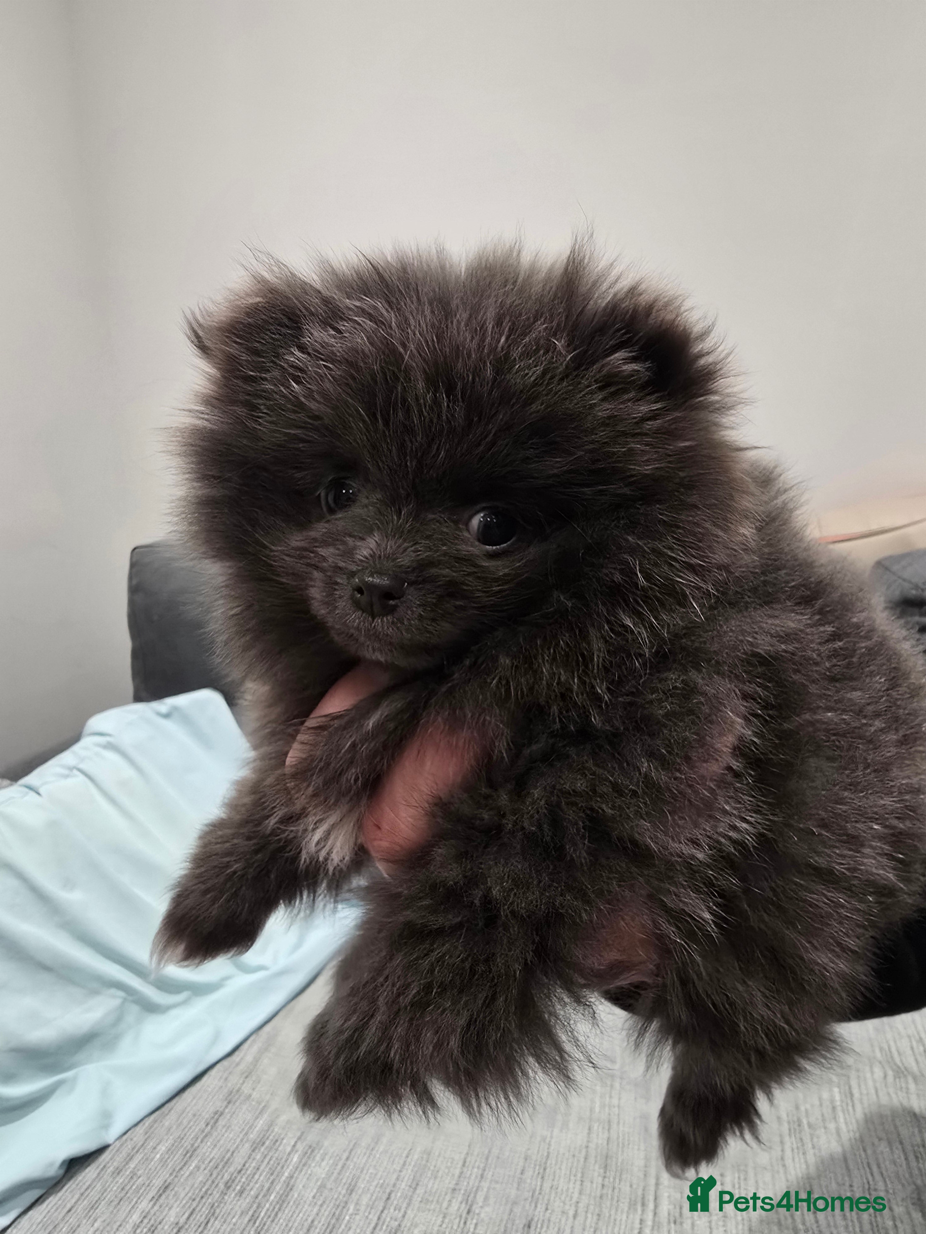 Pomeranian dogs Pomeranian puppy - Advert 6