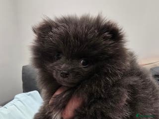 Pomeranian dogs Pomeranian puppy - Advert 6