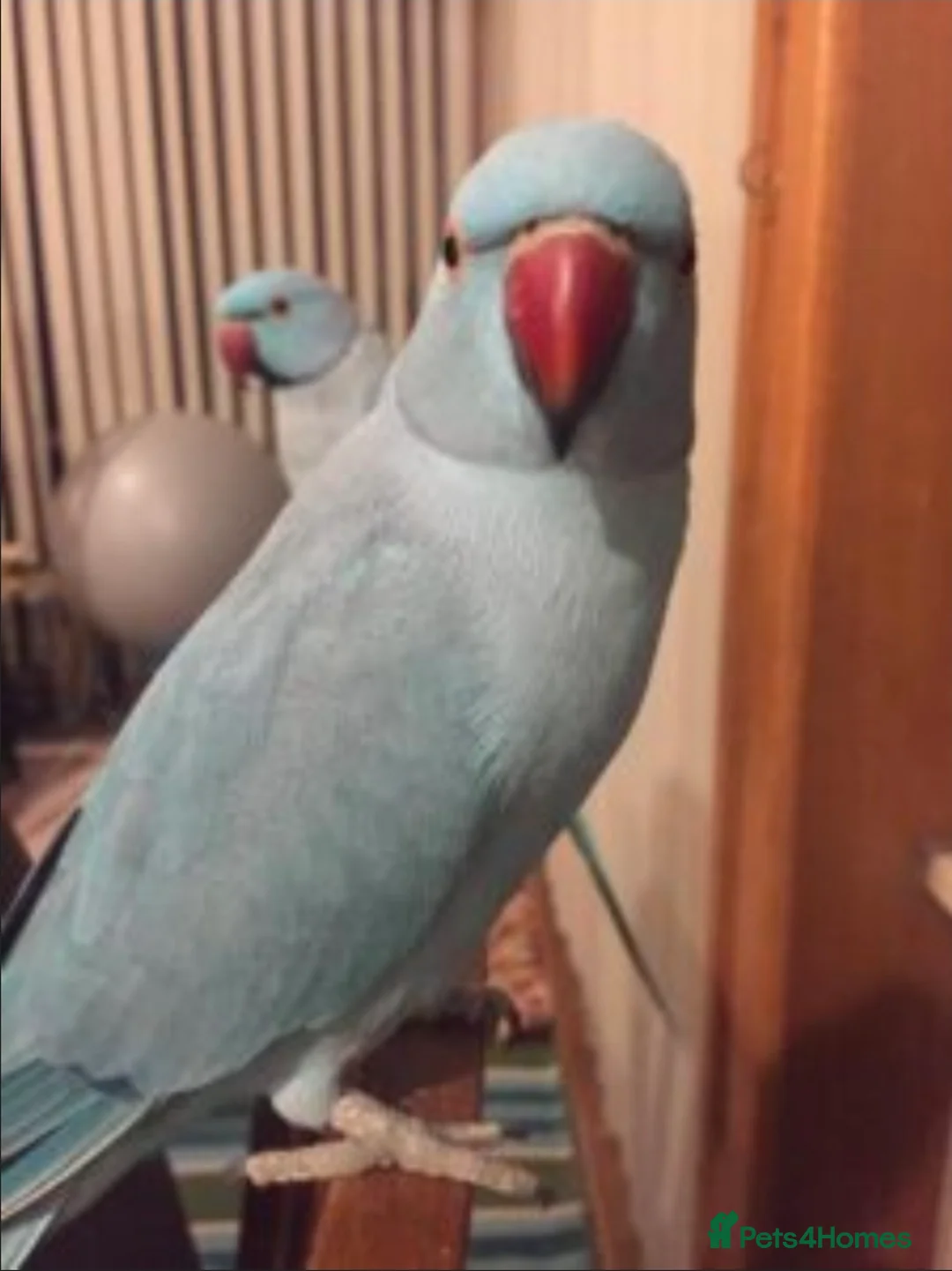 Ringnecks birds for sale: WANTED HANDREARED BLUE BABY MALE RINGNECK - Advert 5