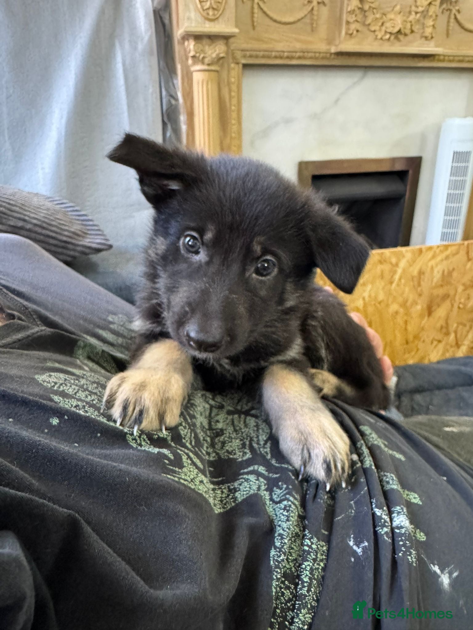 German Shepherd dogs German Shepherd puppies for sale - Advert 20