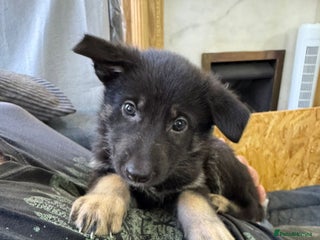 German Shepherd dogs - Advert 23