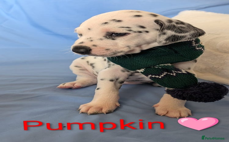 Dalmatian dogs Dalmatian puppies KC registered ready 17th Dec - Advert 12