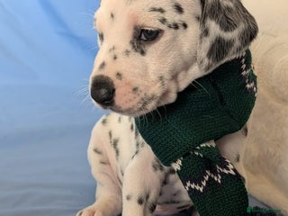 Dalmatian dogs Dalmatian puppies KC registered ready 17th Dec - Advert 10