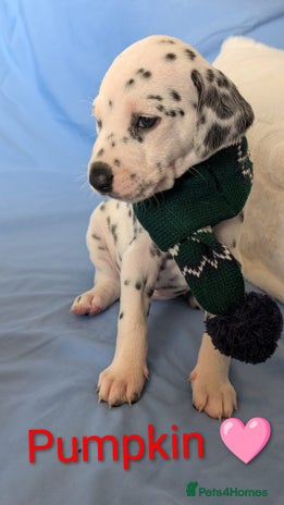 Dalmatian dogs Dalmatian puppies KC registered ready 17th Dec - Advert 12