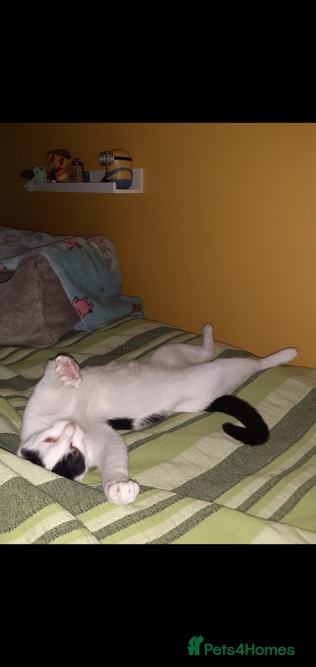 Domestic Shorthair cats for sale: Beautiful girl  - Image 9