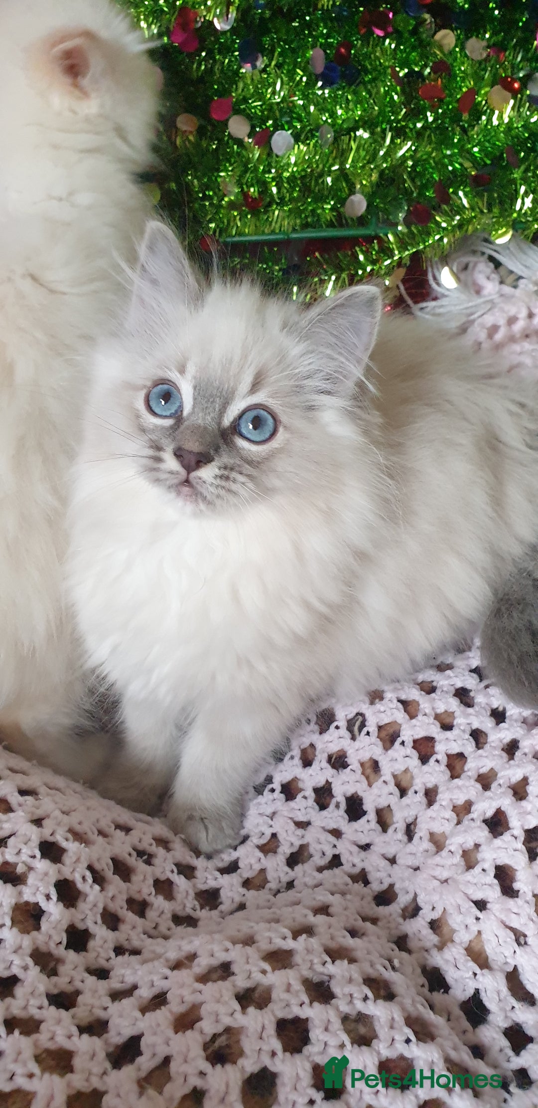 Ragdoll cats for sale: 💗Stunning GCCF registered Ragdoll Kittens. - Advert 35