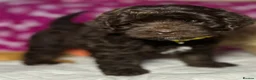 Cockapoo dogs for sale: Cockerpoo puppies  - Advert 9