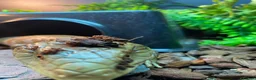 Skink reptiles for sale: Ernie the Blue tongued skink  - Advert 12