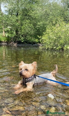 Yorkshire Terrier dogs - Advert 1