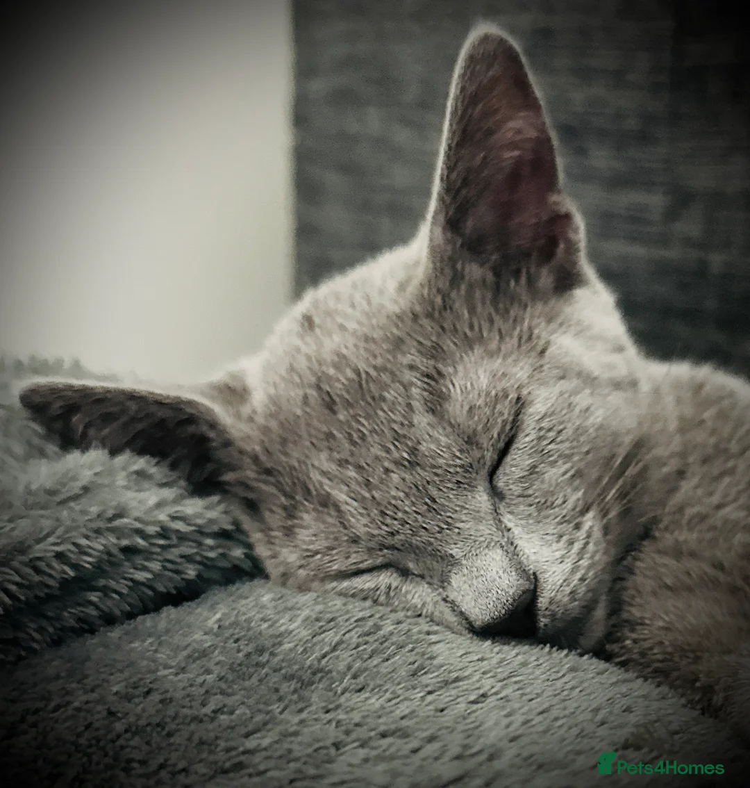 Russian Blue cats for sale: Russian Blue Female - Advert 5