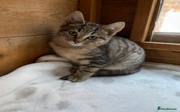 Bengal cats for sale: Bangalore x house cat - Advert 5