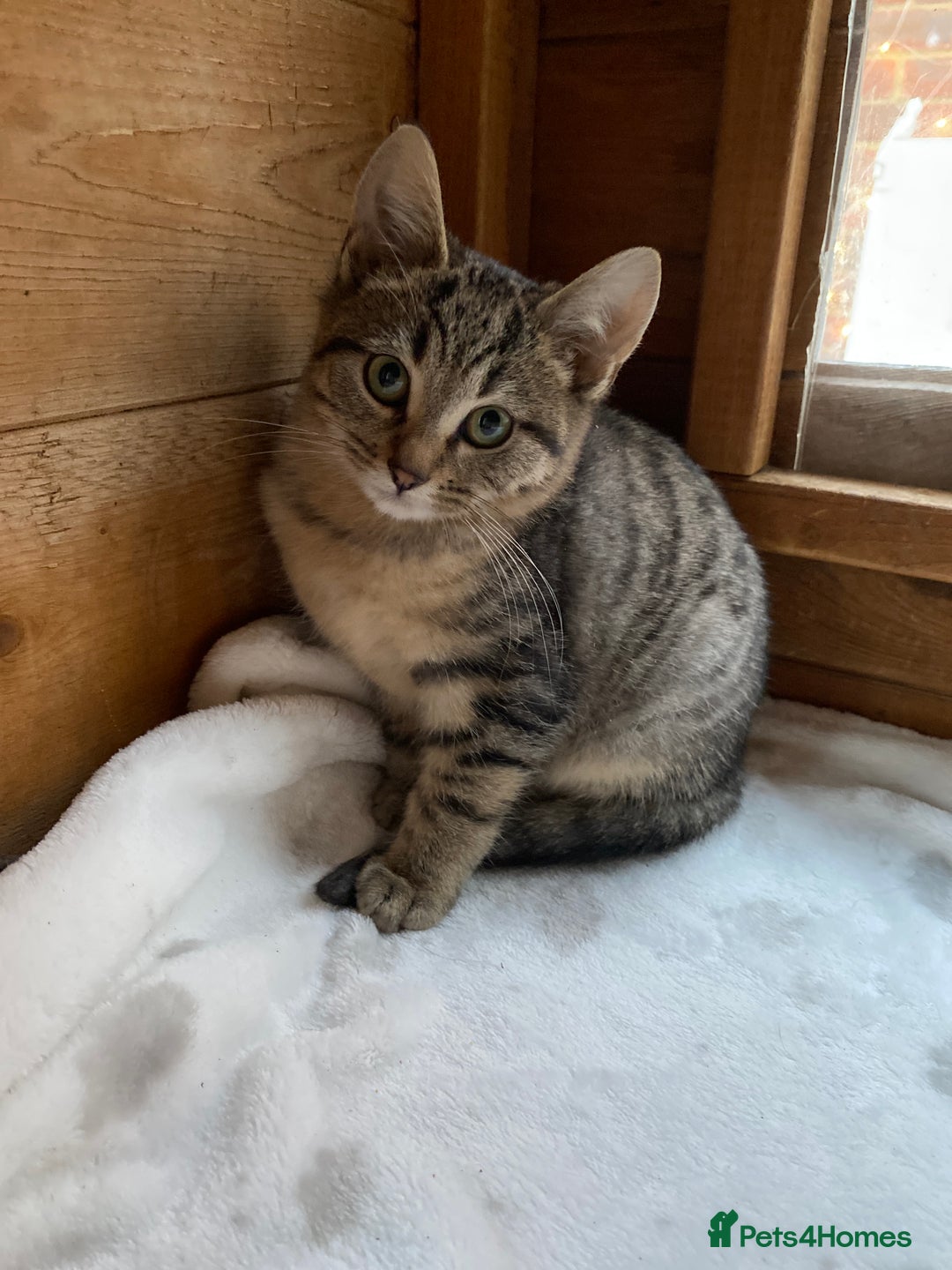 Bengal cats for sale: Bangalore x house cat - Advert 5