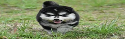 Pomsky dogs for sale: Genuine Pomsky puppies from health tested parents - Advert 25
