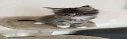 Maine Coon cats for sale: Maine Coon Kittens Tica Registered  - Advert 2