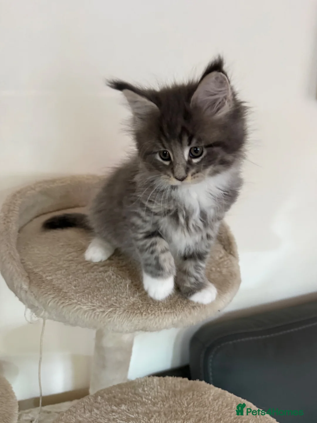 Maine Coon cats for sale: Maine Coon Kittens Tica Registered  - Advert 2