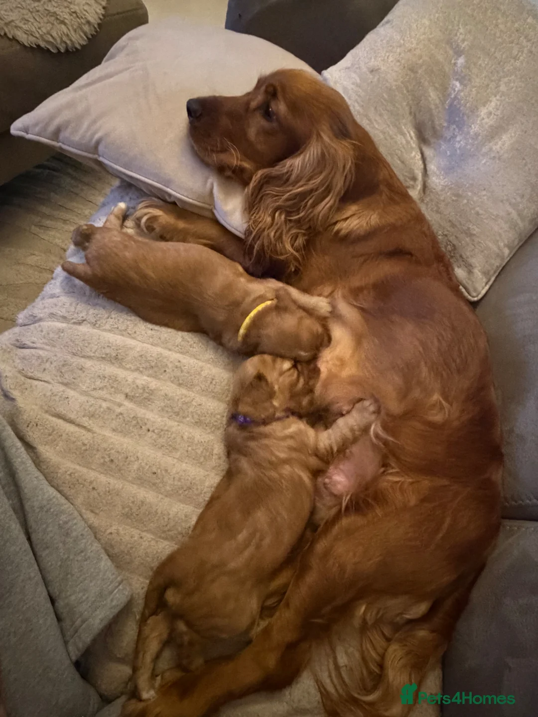 Cocker Spaniel dogs for sale: 2 Dark Girls left  - Advert 10