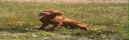 Hungarian Vizsla dogs for sale: 10month old girls for pet homes - Advert 8
