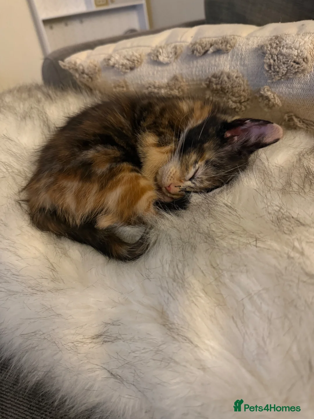 British Shorthair cats for sale: 4 Month Old Kitten Looking for a Loving Home 🐾 in Harlow - Advert 1