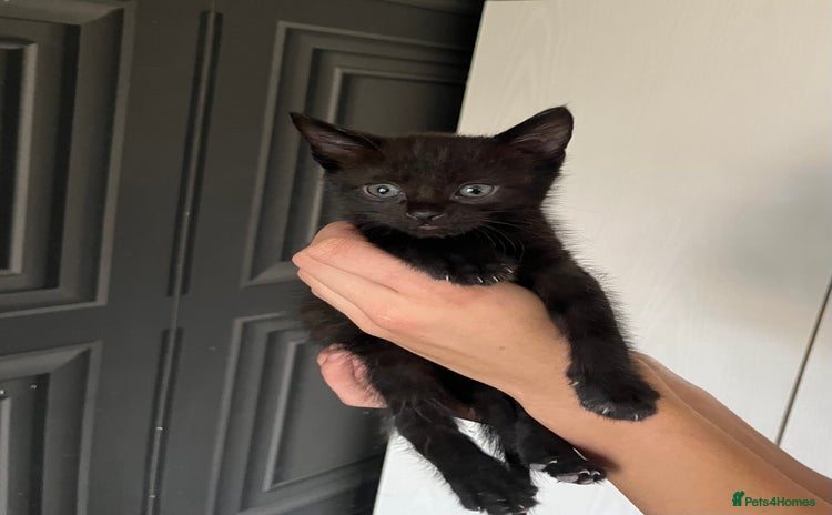 Mixed Breed cats - Advert 4