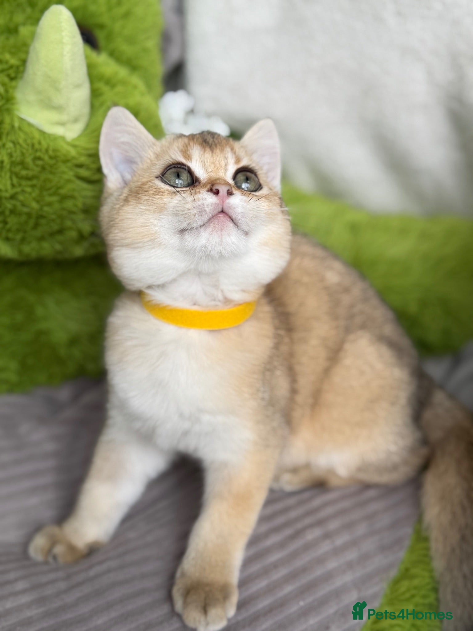 British Shorthair cats Adorable British Shorthair golden kittens   - Advert 17