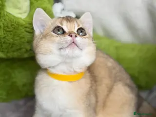 British Shorthair cats Adorable British Shorthair golden kittens - Advert 6