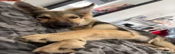 German Shepherd dogs for sale: Beautiful 5 month old German shepherd girl in Manchester - Advert 1