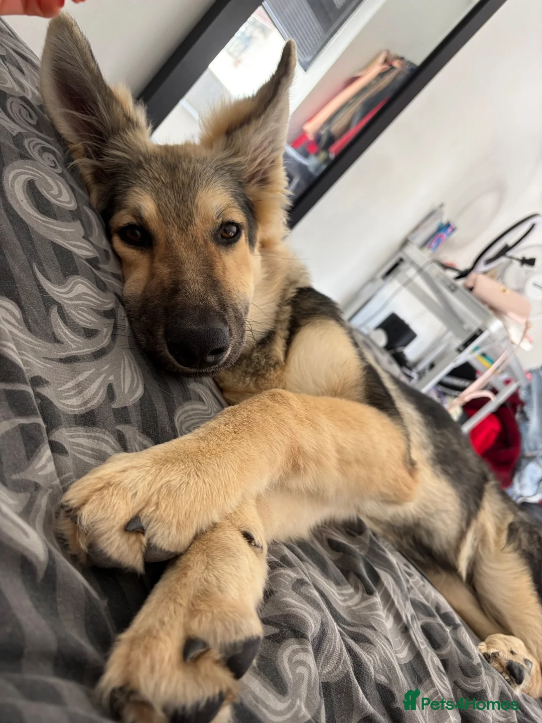 German Shepherd dogs for sale: Beautiful 5 month old German shepherd girl in Manchester - Advert 1
