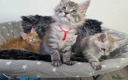 Maine Coon cats for sale: 💕💕💕5 Amazing Maine Coon kittens💕💕💕  - Image 5