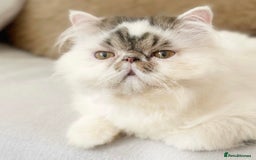 Persian cats for stud: Champion Lines One Of a Kind Persian Stud 🤍 - Image 2