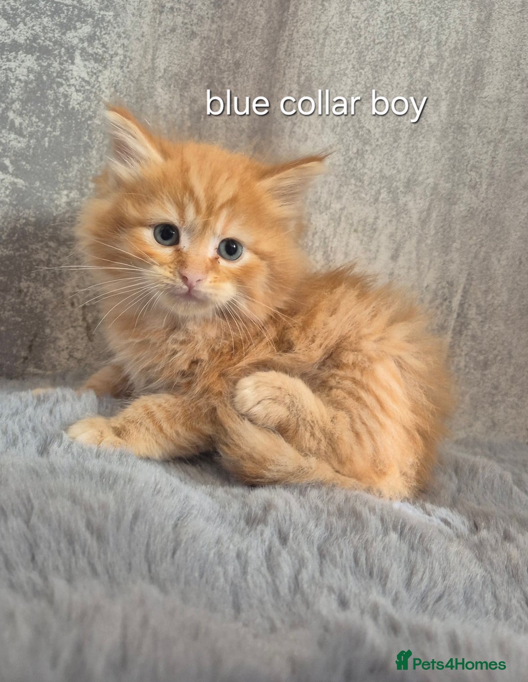 Maine Coon cats for sale: 🐱 MAINE COON KITTENS 🐱 - Image 6