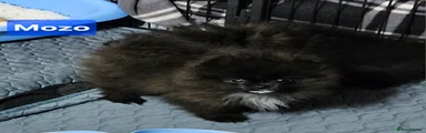 Pomeranian Puppy 1