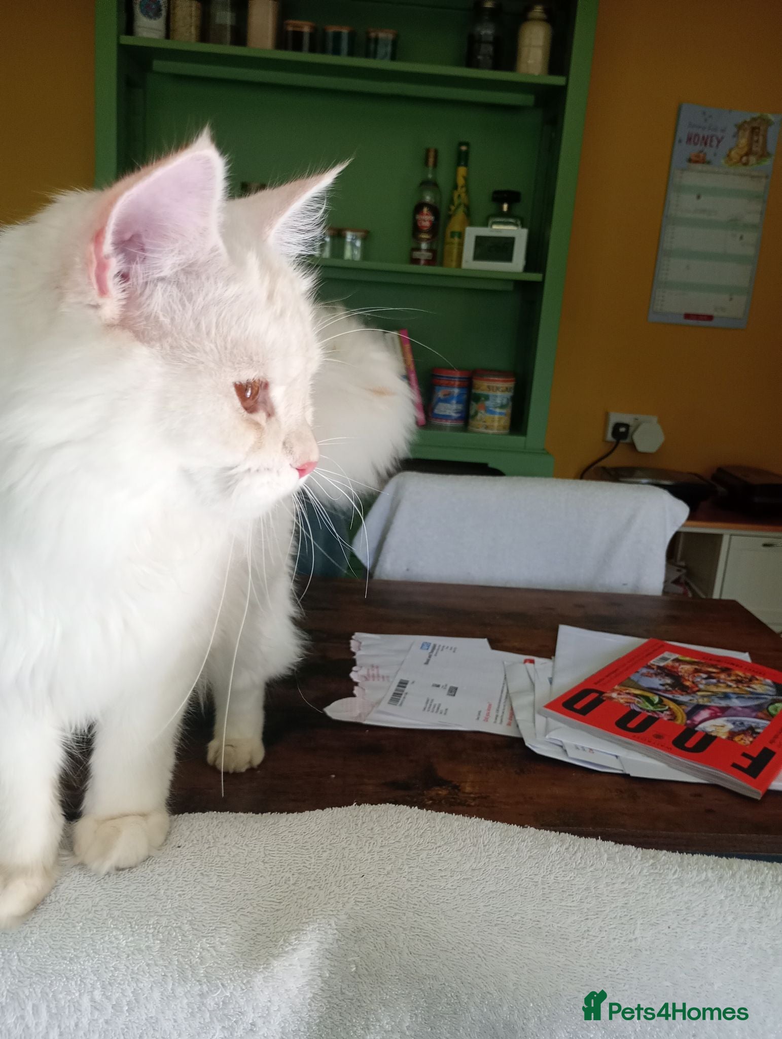 Maine Coon cats 8 month old kitten  - Advert 1