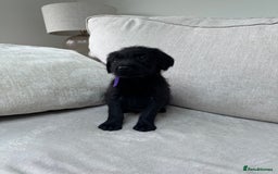Mixed Breed dogs for sale: 🐾 🧸 *Ready Saturday* Beautiful Doodles 💕🐾 - Image 37