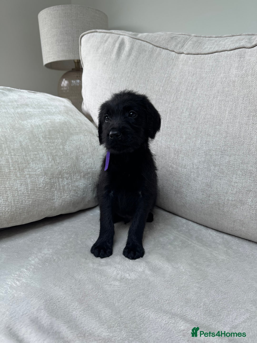 Mixed Breed dogs for sale: 🐾 🧸 *Ready Saturday* Beautiful Doodles 💕🐾 - Image 37