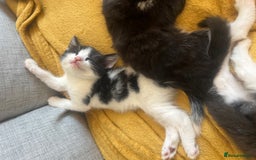 Maine Coon cats for sale: 4 very fluffy kittens - Image 1