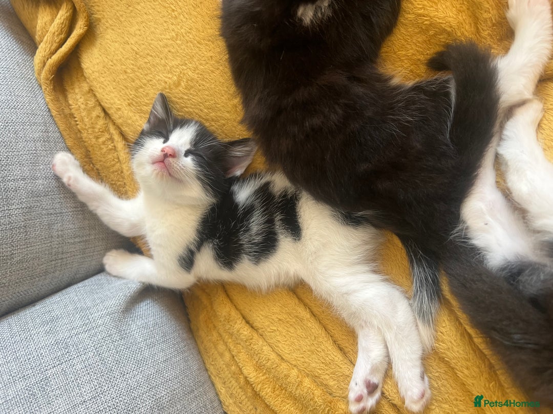 Maine Coon cats for sale: 4 very fluffy kittens - Image 1