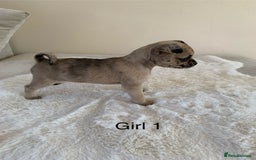 Mixed Breed dogs for sale: Chug puppies  - Image 4