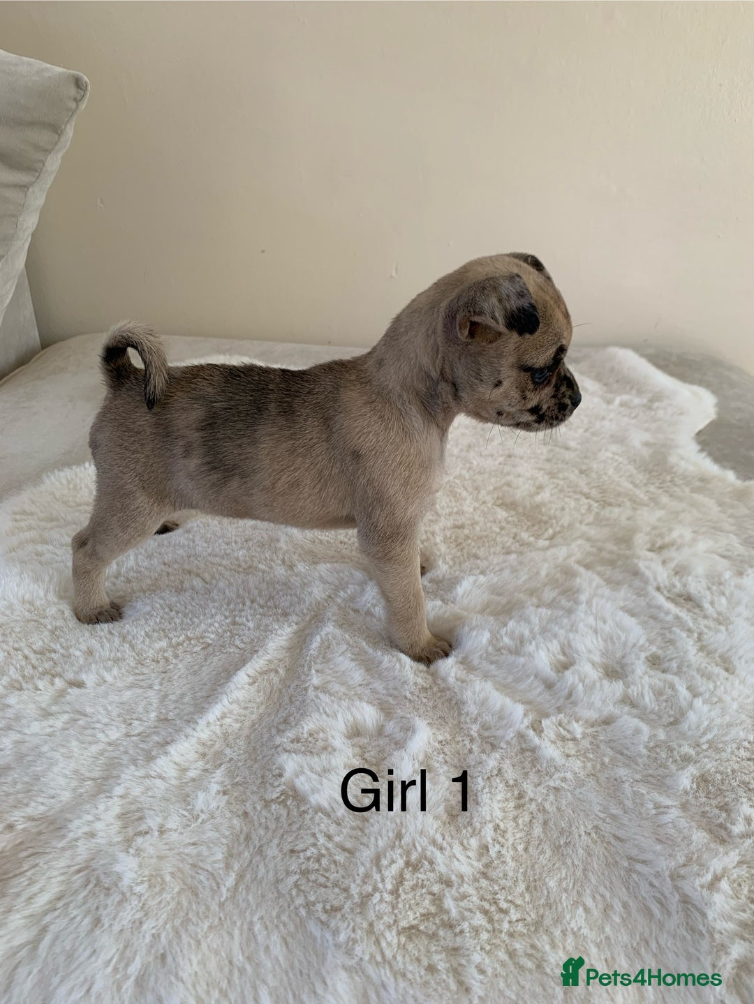 Mixed Breed dogs for sale: Chug puppies  - Image 4