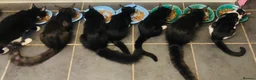 Maine Coon cats for sale: Full bread Maine coon kittens 6 left  - Advert 5