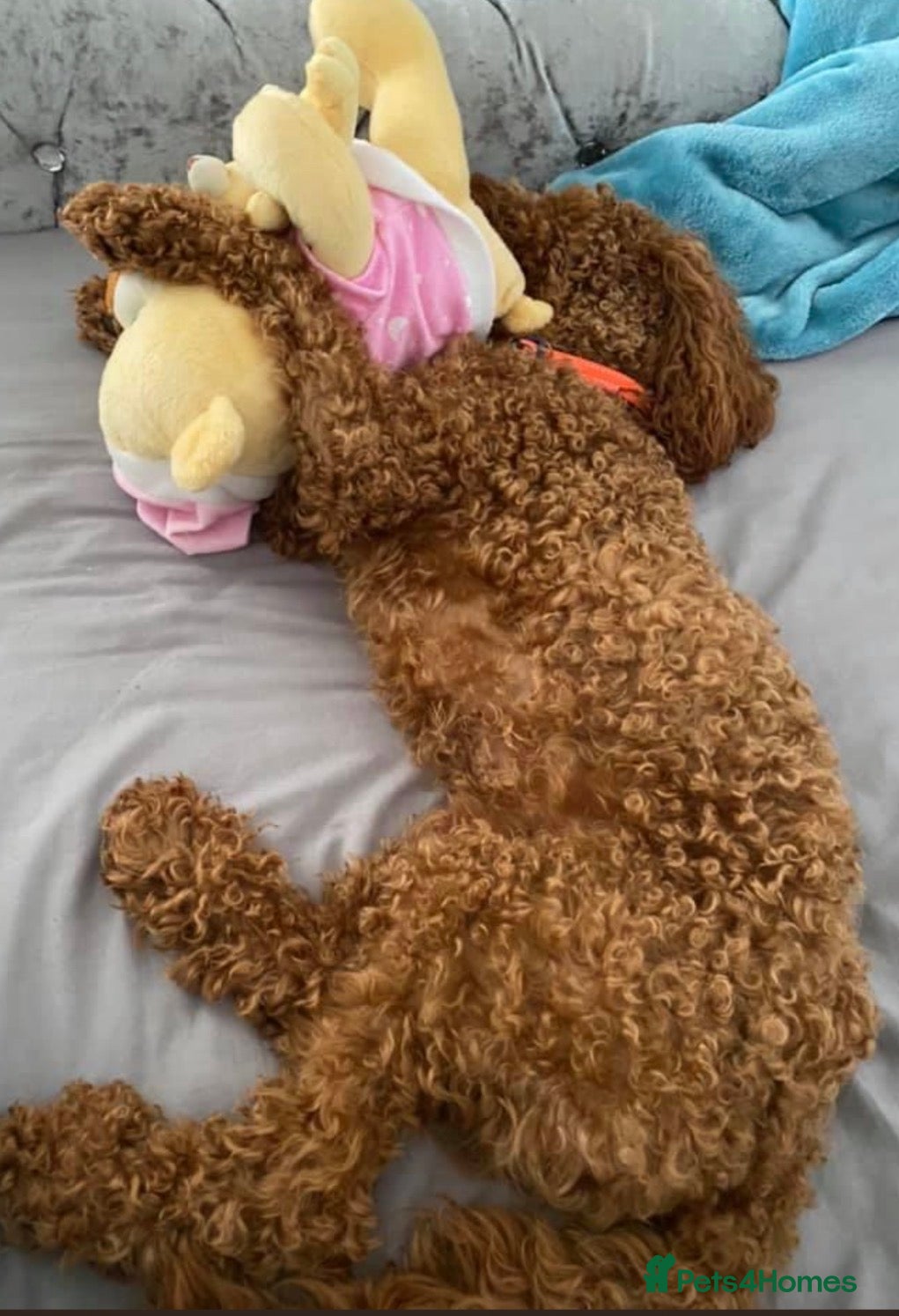 Cockapoo dogs for stud: 🐾 Proven Deep Red F1b Cockapoo Stud Available 🐾 - Advert 4