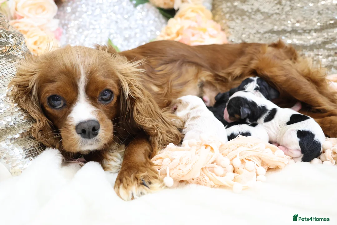 Cavalier King Charles Spaniel dogs for sale: HEALTH TESTED KC Cavalier King Charles Spaniels - Advert 11